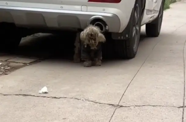 Five months for the dog, wearing a cotton coat. Coincidence brought it back with the master