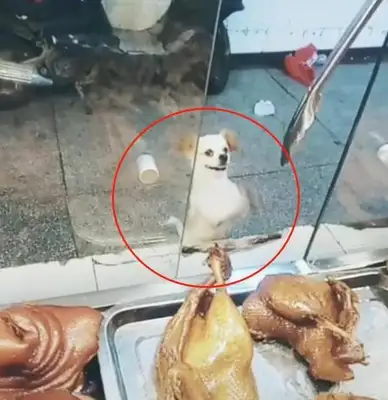 The dog ate, but didn't run away. He wandered around the store. Boss: Grab the door and pay off the debt