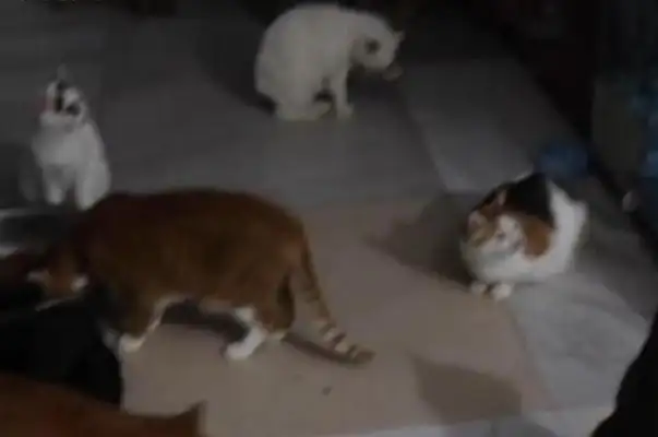 The homeless cat and dog rescuers have no access to the Internet to question their medication