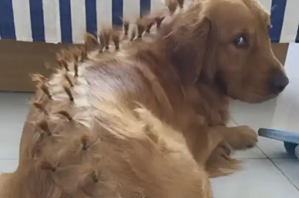 Leave your daughter and your blond hair alone and go home. It's not easy being a dog