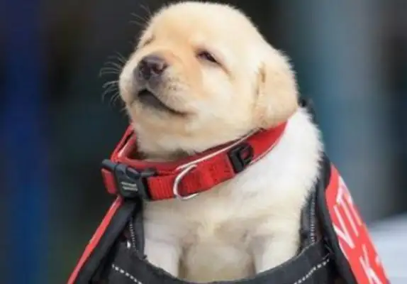 The quarantine dog yelled at the package and found something that made you laugh