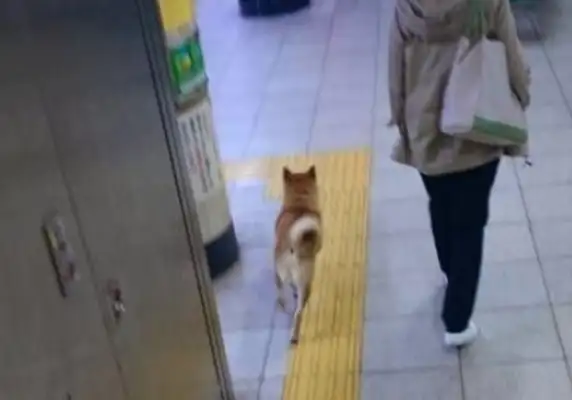 Chai Dog wants to get into the station with a high advantage ticket