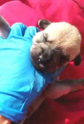 The master left the baby dog and the girl was afraid to step on it