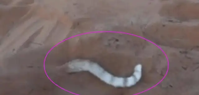 Walking the dog found a giant earthworm, walking in, laughing six abs!
