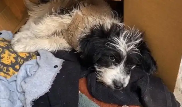 Becoming a stray dog, but he's still holding his master for two months, even if he's strangled by his clothes