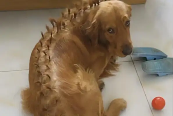 Leave your daughter and your blond hair alone and go home. It's not easy being a dog