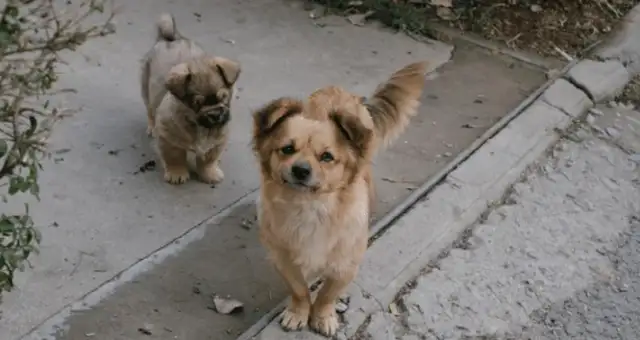 The men were slaughtering dogs on the side of the road, and the screams spread all over the neighborhood