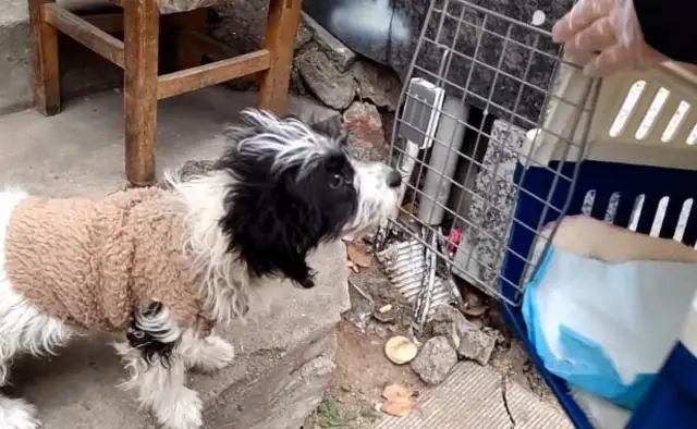 Becoming a stray dog, but he's still holding his master for two months, even if he's strangled by his clothes