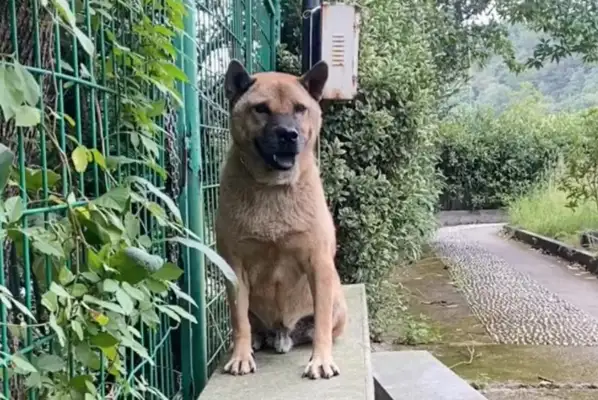 The dog yelled at the doctor for sterilization