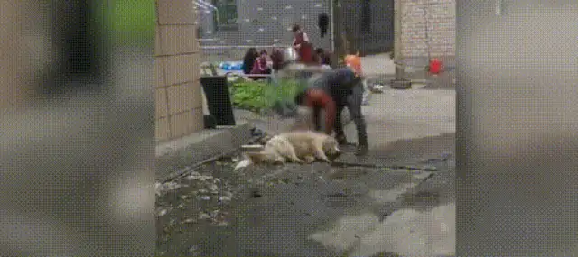The men were slaughtering dogs on the side of the road, and the screams spread all over the neighborhood