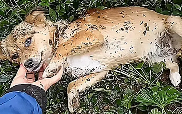 A woman raised an old dog for years and left home when she was sick