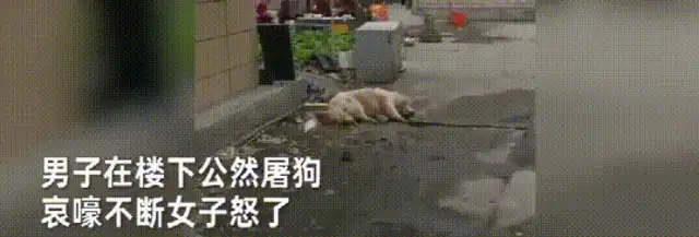 The men were slaughtering dogs on the side of the road, and the screams spread all over the neighborhood