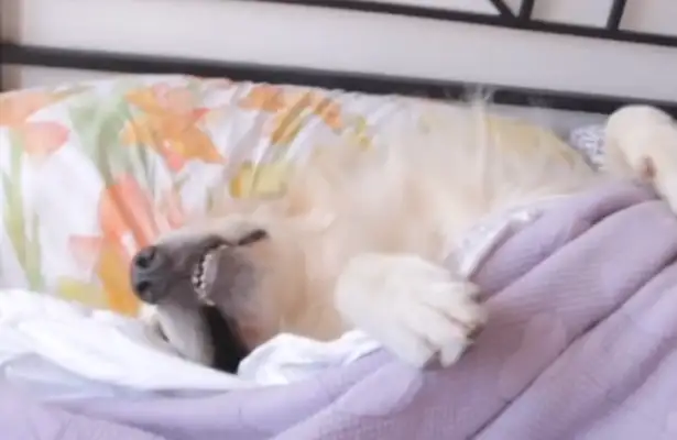 It's so funny when a dog sneaks to bed while he's working