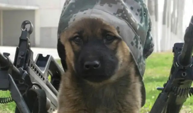Why can't a Chinese dog be a soldier