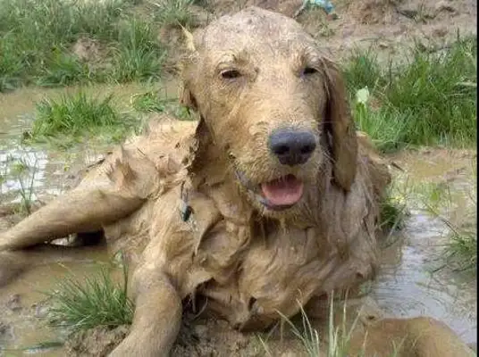 So the dog came back to his country for a year: Who are you? Where are my dogs