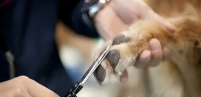 Dog training course: How to cut the dog's nails correctly