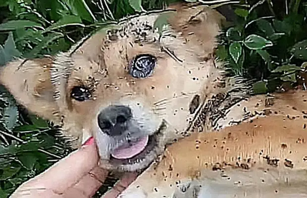 A woman raised an old dog for years and left home when she was sick