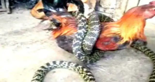 The rooster screams, and the man is helpless, and the dog's personal behavior will be very angry