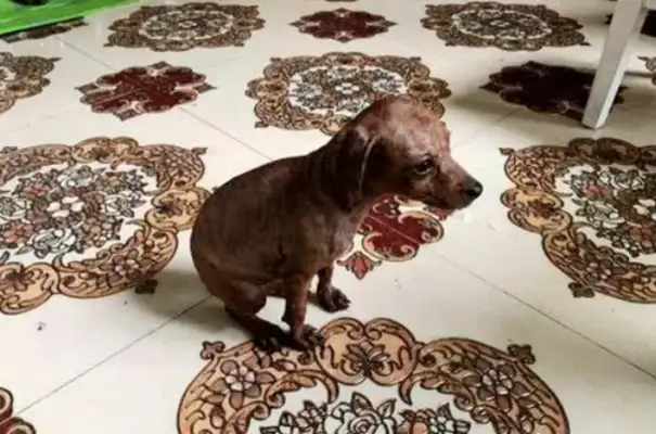 I can't believe it's my dog after he's done with Teddy