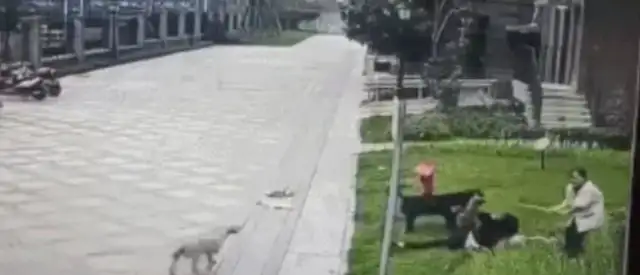 When a dog bites a man, the pet delivery is poisoned. Where does a stray animal go