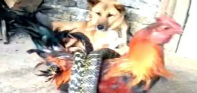 The rooster screams, and the man is helpless, and the dog's personal behavior will be very angry