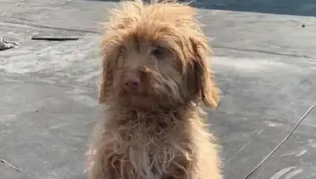 Teddy's on the street, begging with passers-by, giving up is painful
