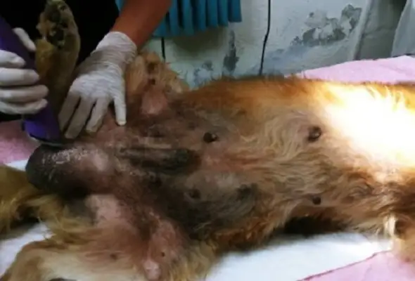 Big yellow dog swollen into a baseball