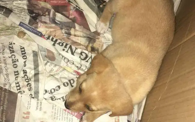 The little dog is abandoned in the box, and the little one is getting lonely when he leaves the house