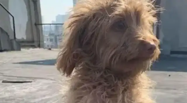 Teddy's on the street, begging with passers-by, giving up is painful