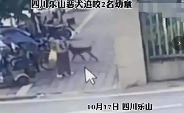 When a dog bites a man, the pet delivery is poisoned. Where does a stray animal go