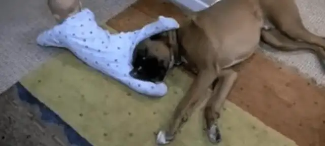 A man who lets a baby play with a dog, but a man who's happy about it