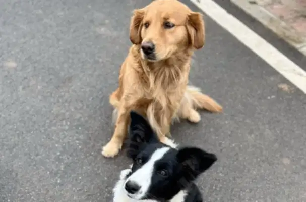 He's jealous and he's got a lot of friends looking for dogs