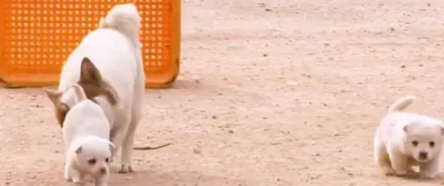 The dog came back from outside with two little tits. I haven't had enough time to be happy