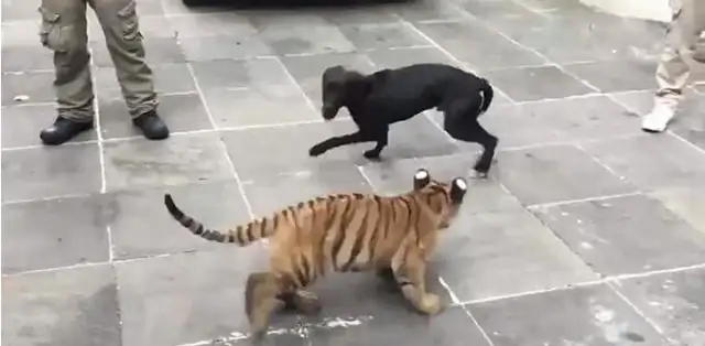 The dog's hitting the tiger, the tiger's blowing