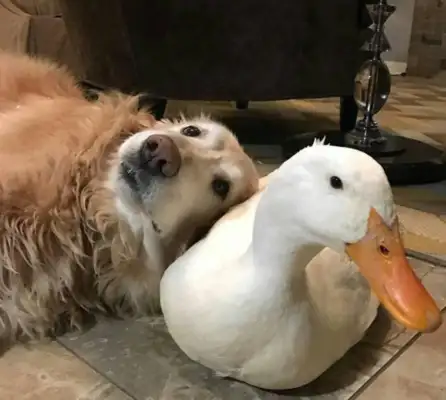 He's old, he's got a little friend. He's happy