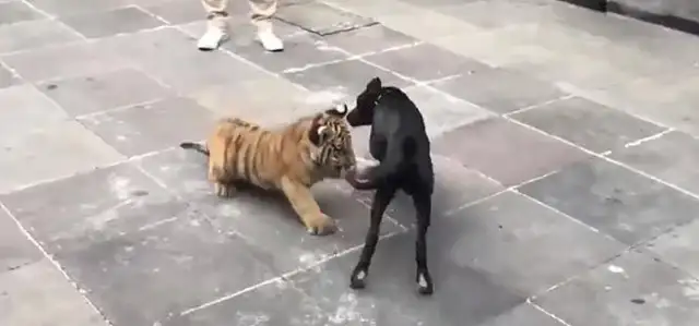 The dog's hitting the tiger, the tiger's blowing