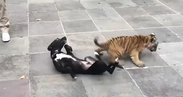 The dog's hitting the tiger, the tiger's blowing