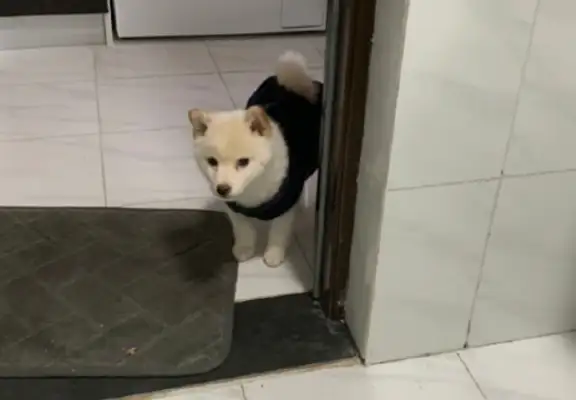 The master had a diarrhea in the toilet, and the dog stood at the door and looked like he had a bad stomach again