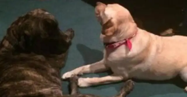 A 12-year-old dog is dying, and this is how a woman spends her last walk with a dog