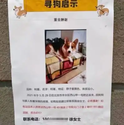 The dog found the dog for Beijing. The dog found it