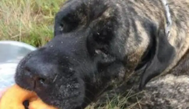 A 12-year-old dog is dying, and this is how a woman spends her last walk with a dog