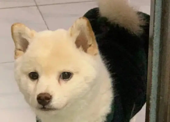 The master had a diarrhea in the toilet, and the dog stood at the door and looked like he had a bad stomach again