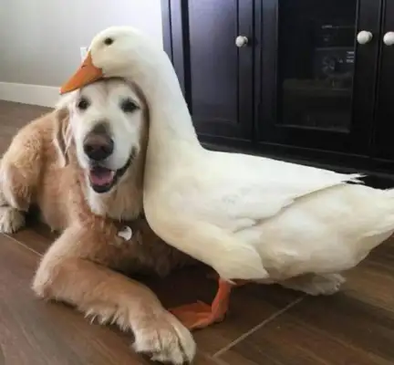 He's old, he's got a little friend. He's happy