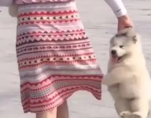 It's the best Alaska ever. Cat slave brought the dog home. It's funny