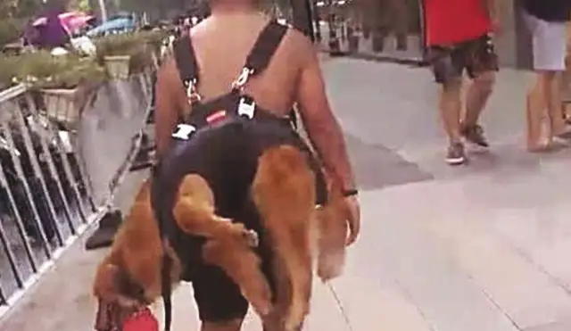 Dogs don't want to come home and get caught by their masters, but the interface is ridiculous