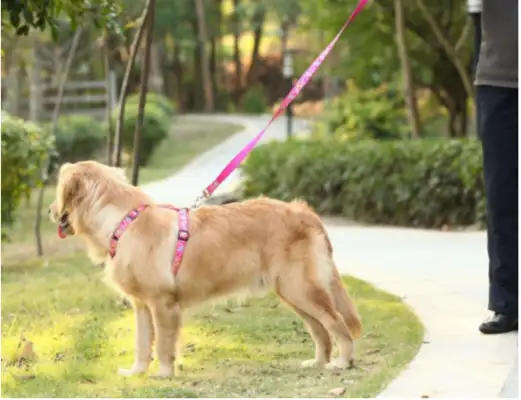 Young women forced dogs into the supermarket, didn't listen to the slaps, the paraders showed up