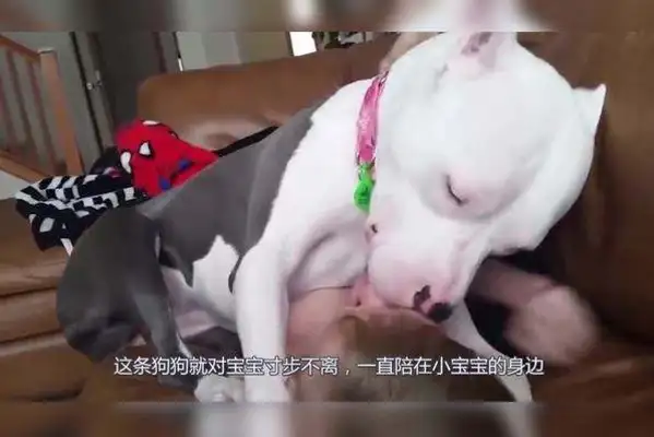 The master went out to buy food, told the dog to take care of the baby, and then went home and laughed