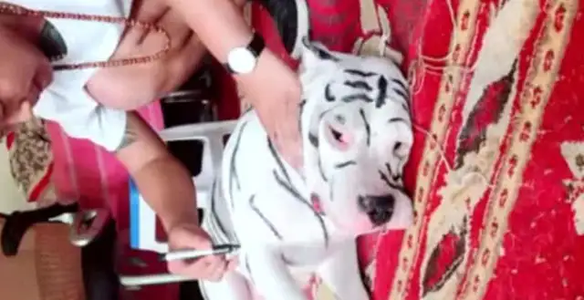 When the dog fell asleep, the master splattered ink on it, and it was not easy to let it go
