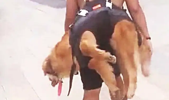 Dogs don't want to come home and get caught by their masters, but the interface is ridiculous