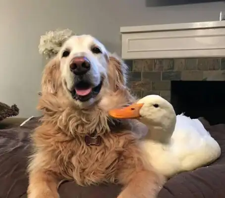 He's old, he's got a little friend. He's happy